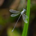 Lestes scalaris (Wedge-striped Spreadwing) male.jpg